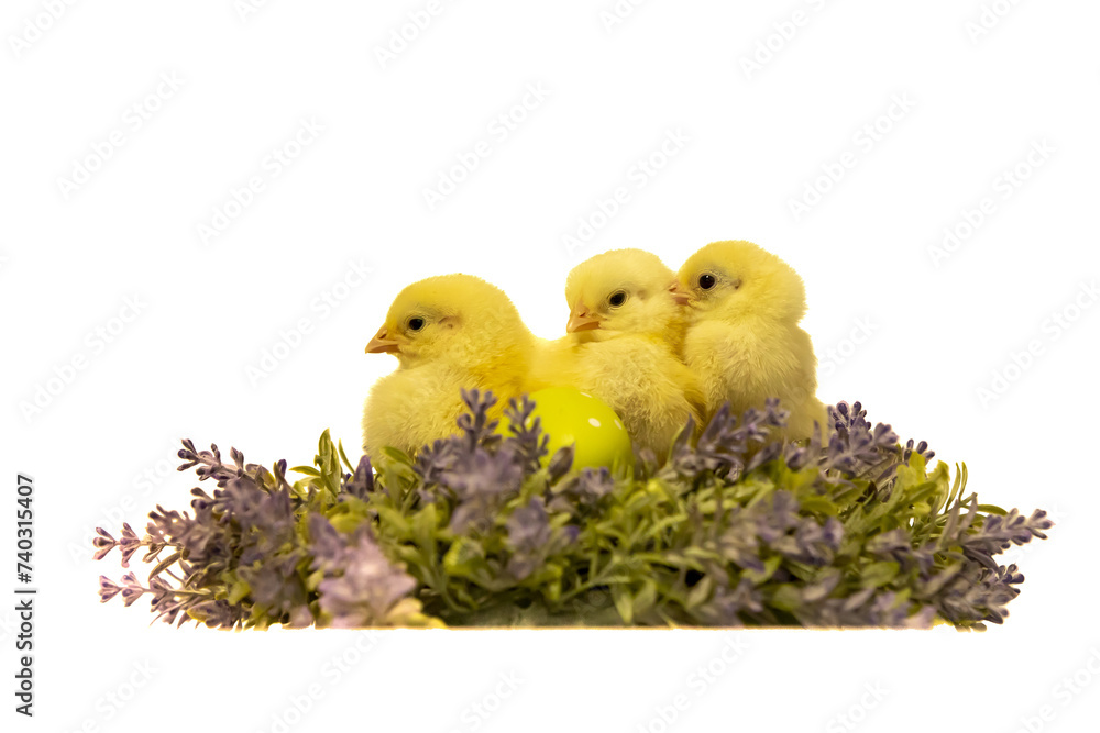 Young chicken with painted eggs. Traditional symbol of easter holidays