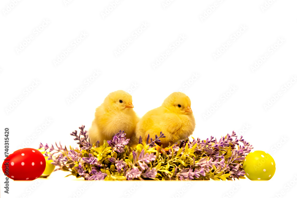 Young chicken with painted eggs. Traditional symbol of easter holidays