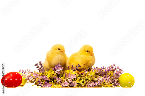 Obraz na płótnie Young chicken with painted eggs. Traditional symbol of easter holidays w salonie