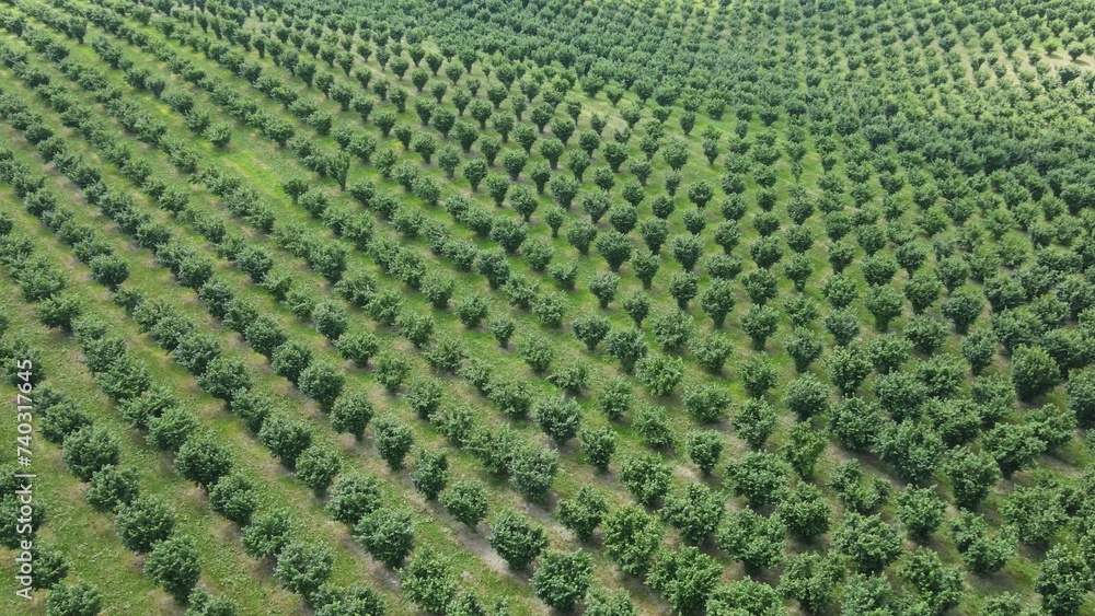 Hazelnut trees growing in agricultural field, high aerial view over orchard Hazelnut trees growing in agricultural field, high aerial view over orchard