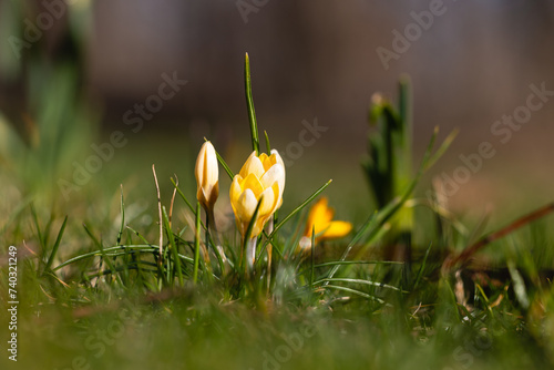 Yellow crocus flowers in spring