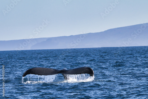 Humpback whale tail slicing through the Maui ocean. © manuel