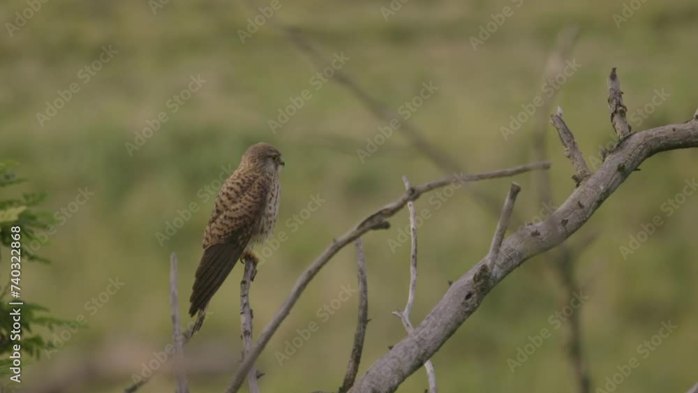 Common kestrel in the wild. The falcon is sitting on a tree branch Common kestrel in the wild. The falcon is sitting on a tree branch