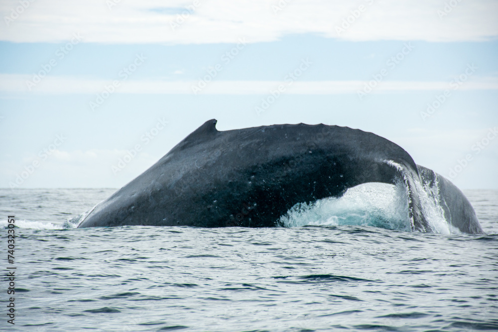 Fototapeta premium Photograph of a humpback whale jumping in the sea off Cabo San Lucas, Baja California, Mexico.