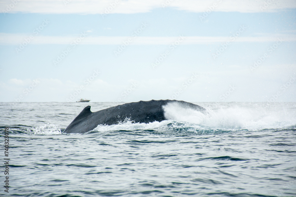 Fototapeta premium Photograph of a humpback whale jumping in the sea off Cabo San Lucas, Baja California, Mexico.