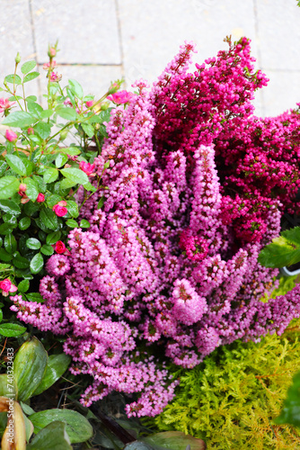 colorful heather flowers in flower pots