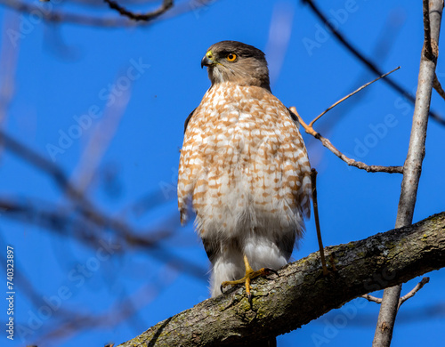A Cooper's Hawk perched watchfully on a tree branch.