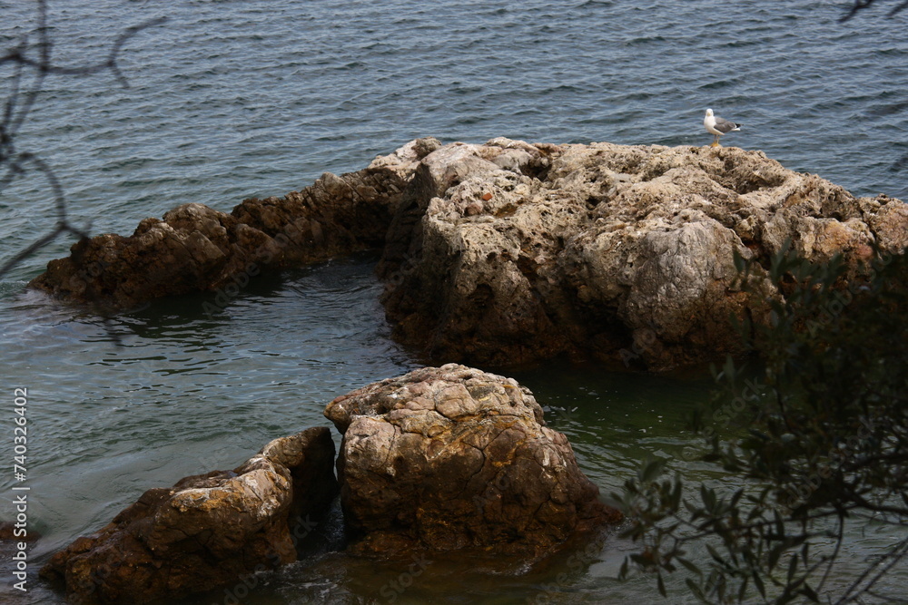 Majestic seagull perched on the rocks of Portinho da Arrábida, standing out against the blue ocean. A serene scene from Portuguese nature. Majestic seagull perched on the rocks of Portinho da Arrábida, standing out against the blue ocean. A serene scene from Portuguese nature.