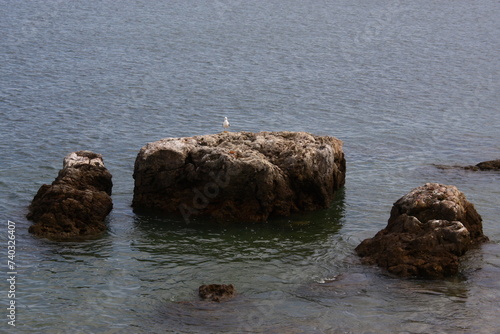 Majestic seagull perched on the rocks of Portinho da Arrábida, standing out against the blue ocean. A serene scene from Portuguese nature. photo