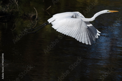 Great Egret Flying by with Water Drops Trailing