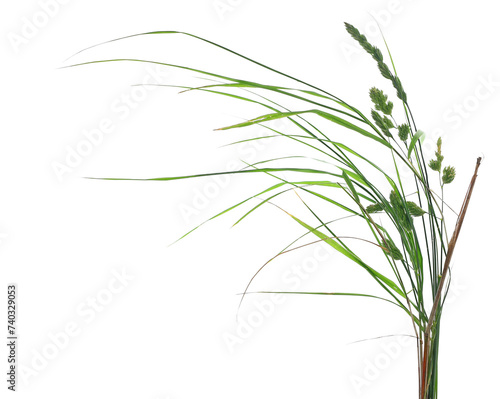 Green grass isolated on white, clipping path photo