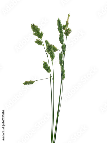 Green grass isolated on white with clipping path