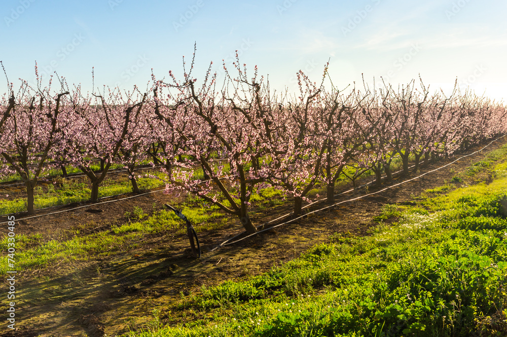 Obraz premium Blooms at sunset: golden rows of blooming nectarine trees.