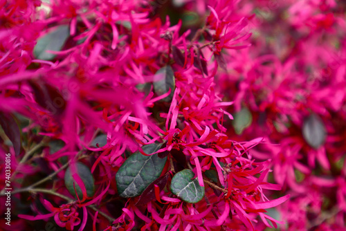 loropetalum chinense pink flowers on a branch. Macro pink flowers