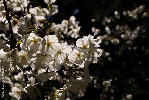 White Cherry Blossoms © ImagineStorm