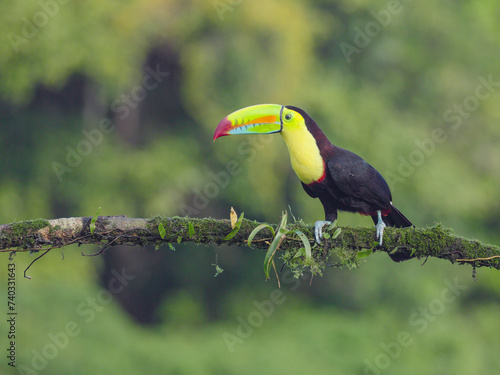 a keel-billed toucan perching on a branch at boca tapada of costa rica