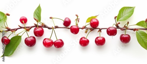 Fresh ripe red cherries on a tree branch with green leaves in a summer garden