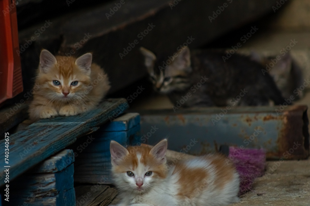 Cute ginger kittens sitting on the floor in a farm and looking at camera.