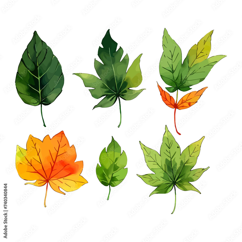 Fototapeta premium Leaves vector watercolor leaves leaf vector