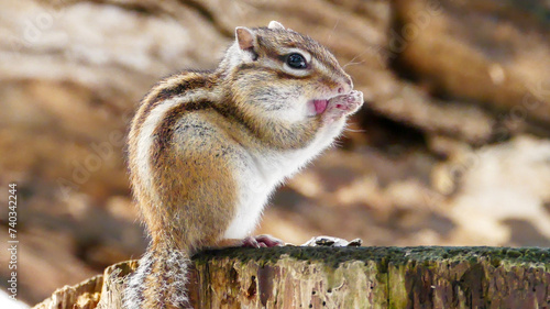 冬眠を終えたエゾシマリス（北海道札幌市）