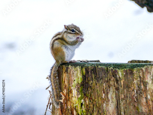 冬眠を終えたエゾシマリス（北海道札幌市）