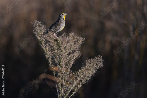 Western Meadowlark Male Singing Perched on Top of a Dried Bush