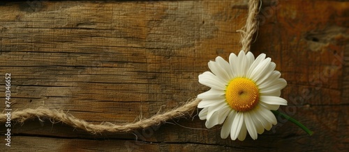 A white daisy with a vibrant yellow center rests on a wooden surface.