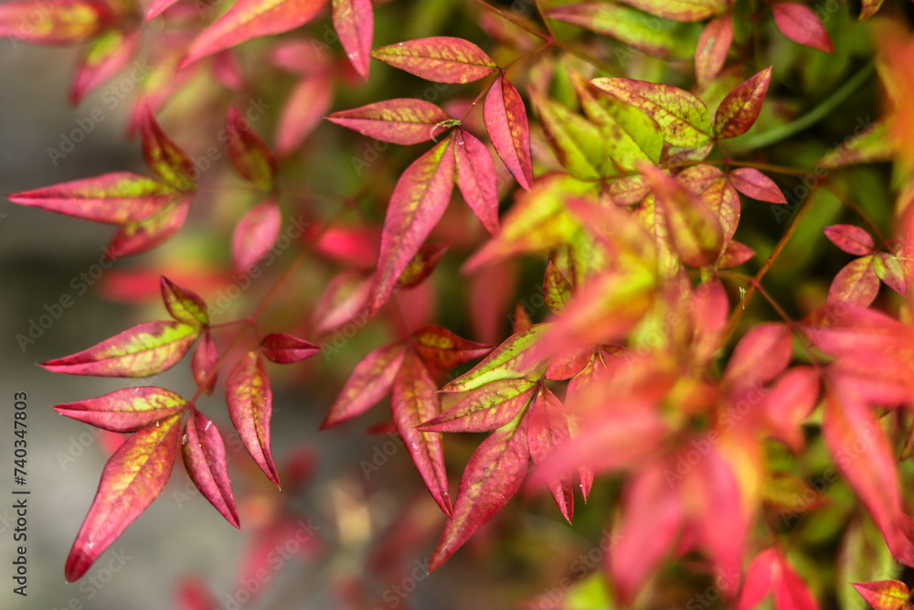 Wonderful texture for background or fine art, print of a reddish plant. Artistic red texture. Reddish tropical background or texture. Wonderful texture for background or fine art, print of a reddish plant. Artistic red texture. Reddish tropical background or texture.