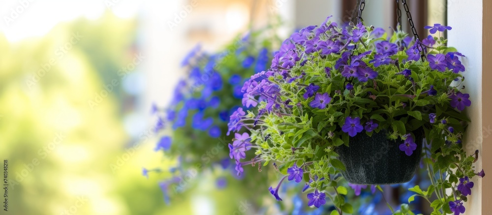 Obraz premium Beautiful hanging planter overflowing with vibrant purple flowers in bloom
