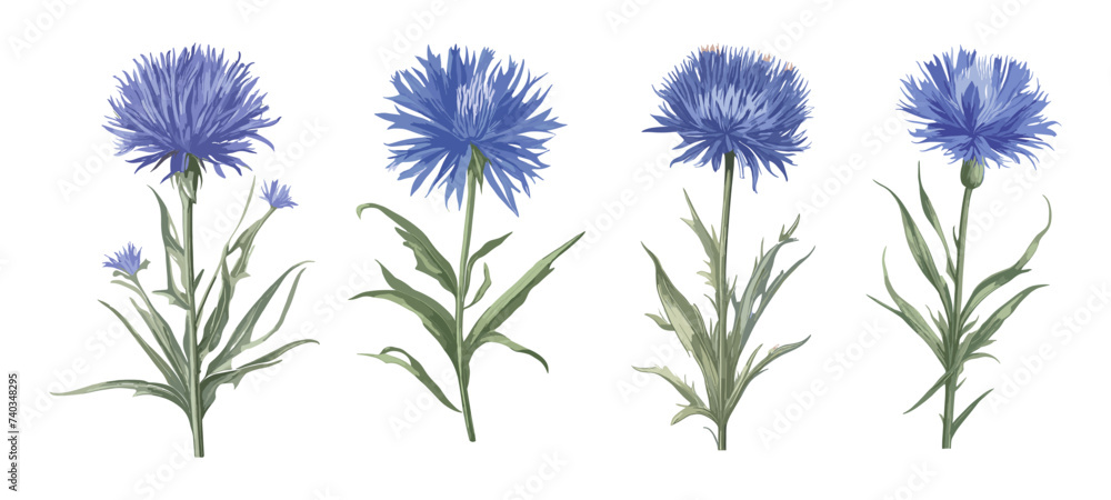 Set of Vector watercolor illustration of wildflowers, specifically featuring delicate cornflowers in an isolated drawing on white background.