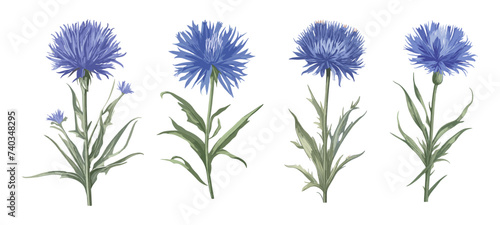 Set of Vector watercolor illustration of wildflowers, specifically featuring delicate cornflowers in an isolated drawing on white background. photo