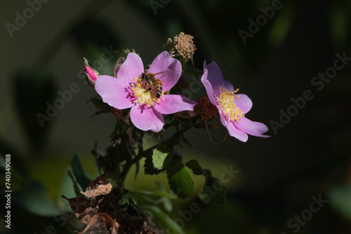 Western Honey Bee on a Pink California Wild Rose