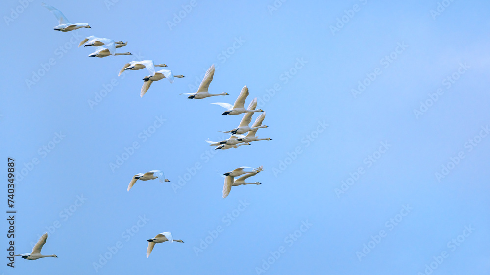 Fototapeta premium 飛ぶ白鳥の群れ