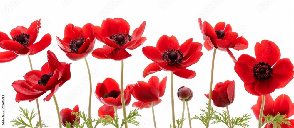 Vibrant red pop flowers blooming beautifully on a crisp white background