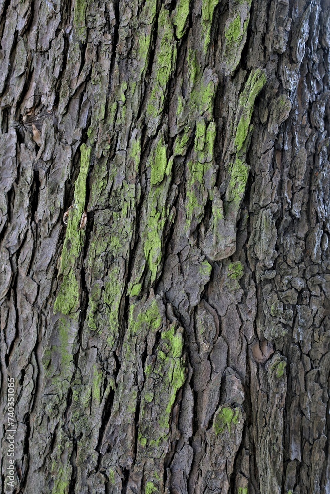 Fototapeta premium rough wood bark texture