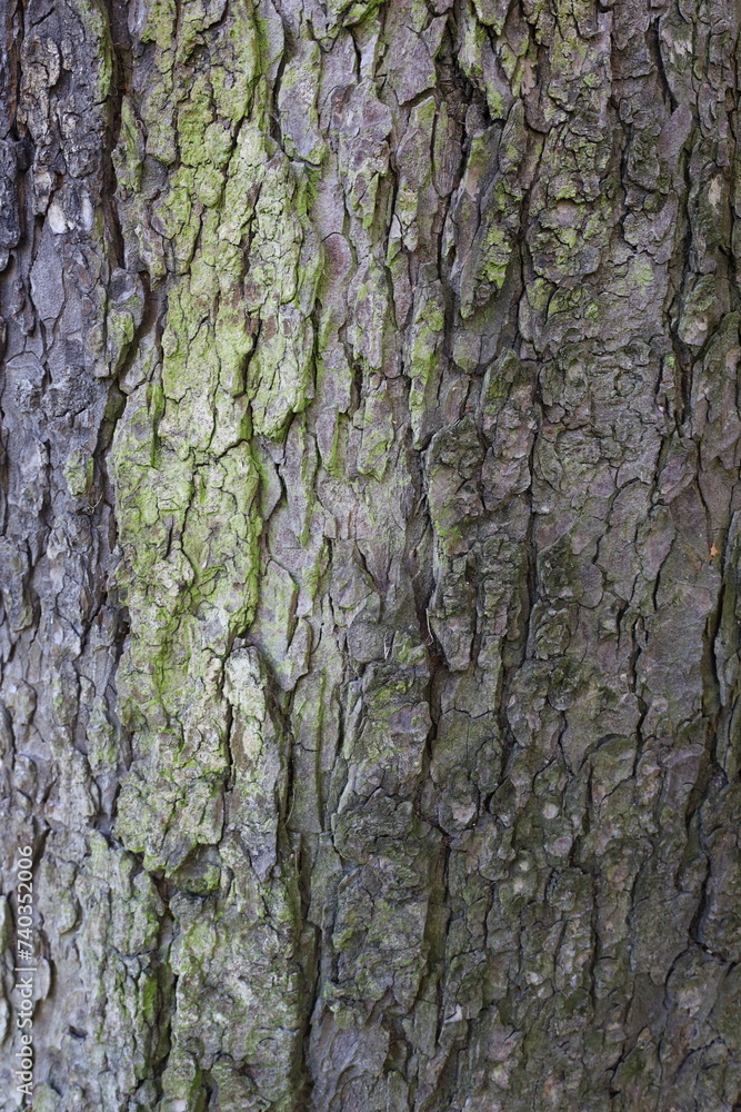wood bark texture , closeup rough wooden material wood bark texture , closeup rough wooden material