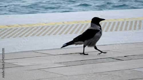 A crow wandering on the beach