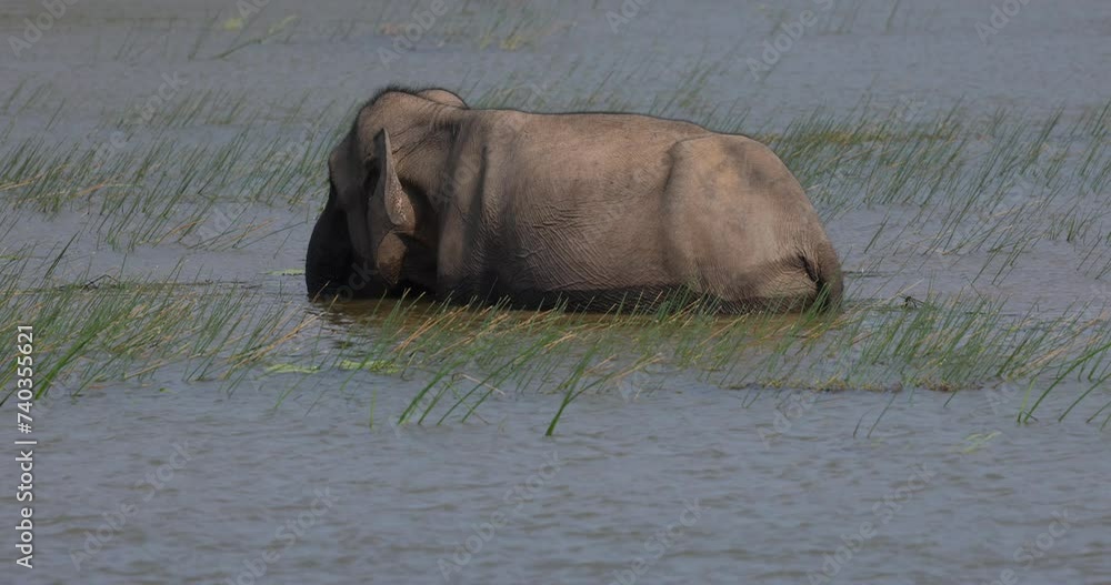 Herd of elephants wading through open water in natural native habitat, Yala National Park, Sri Lanka Herd of elephants wading through open water in natural native habitat, Yala National Park, Sri Lanka