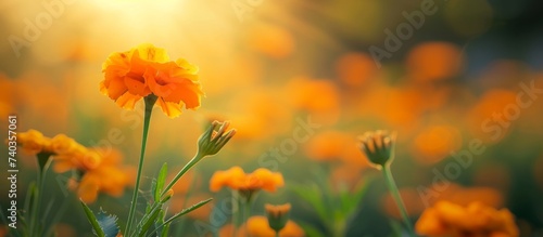 A vibrant field of orange flowers under the warm sun, creating a stunning natural landscape in the grassland. The sky above contrasts beautifully with the colorful petals of the herbaceous plants