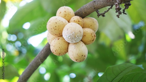 Lansium parasiticum (duku, langsat, kokosan, pisitan, celoring). Lansium parasiticum is cultivated mainly for its fruit, which can be eaten raw. The fruit can also be bottled in syrup photo