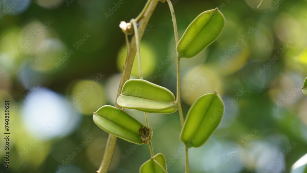Green dioscorea hispida Dennst (Indian three-leaved yam, gadung) tree in the nature background Green dioscorea hispida Dennst (Indian three-leaved yam, gadung) tree in the nature background