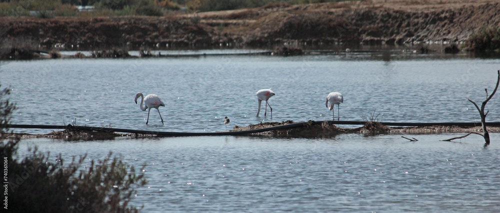 Naklejka premium flamingos na Ria