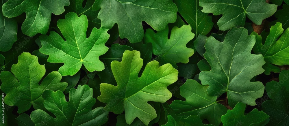 This close-up photo captures the stunning clusters of green oak leaves, showcasing their vibrant and lush appearance. This close-up photo captures the stunning clusters of green oak leaves, showcasing their vibrant and lush appearance.