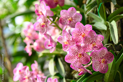 Bild auf Leinwand Pink Vanda orchid flower blossom in garden, Spring season
