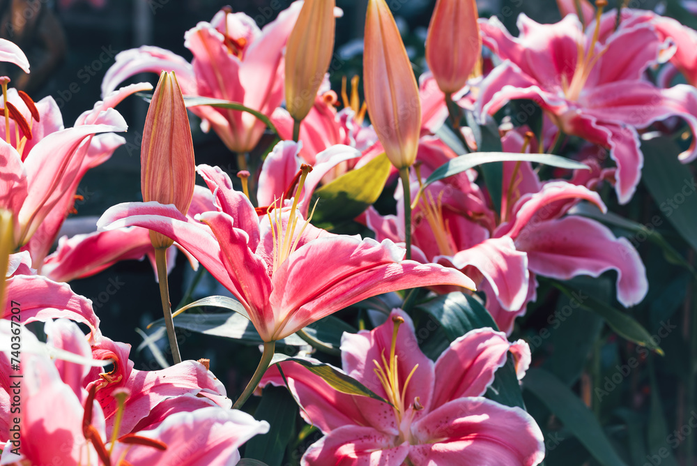 Beautiful pink hybrid lily flower blossom in garden
