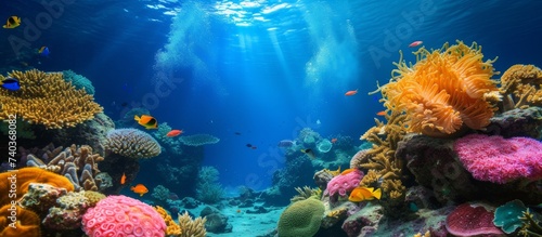 A diverse school of vibrant fish swimming gracefully above a mesmerizing and colorful coral reef ecosystem © 2rogan