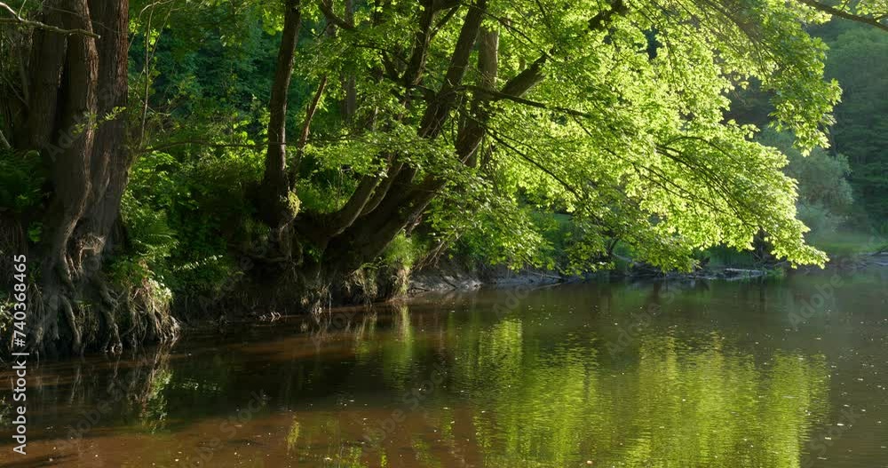 Trees at a River in Lush Green Forest in Spring Trees at a River in Lush Green Forest in Spring