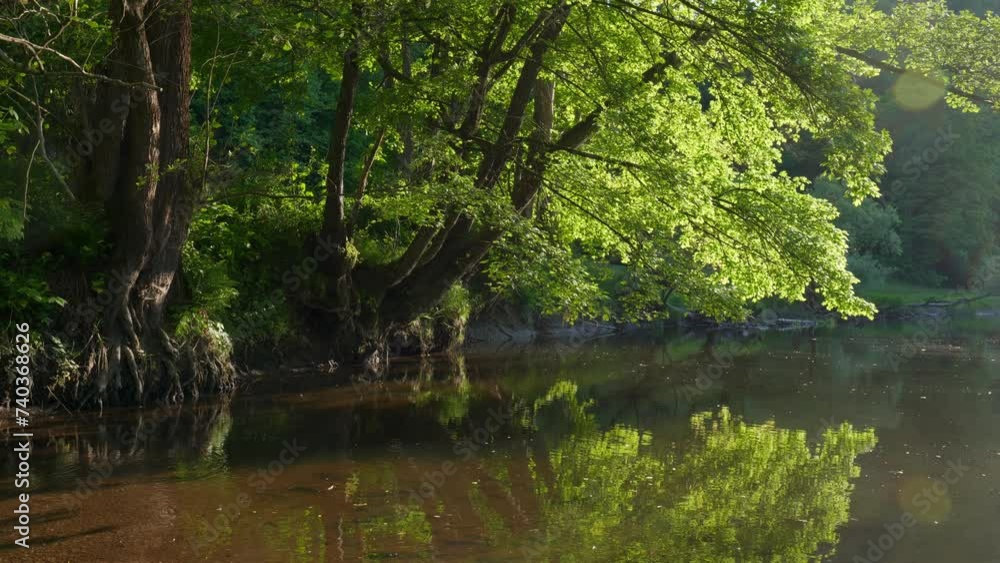 Trees at a River in Lush Green Forest in Spring Trees at a River in Lush Green Forest in Spring