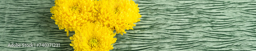 Three large yellow chrysanthemum flowers on a textured green velvet background  Happy Spring 