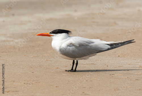 Royal Tern at the Beach on a Spring Morning